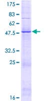 Human GIN1 Protein (Recombinant GST)