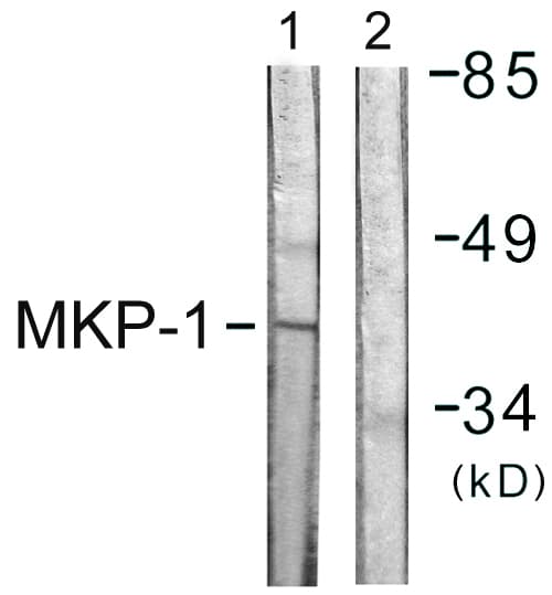 DUSP1 / MKP1 Antibody (aa318-367)