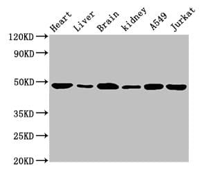 ENO2 / NSE Antibody