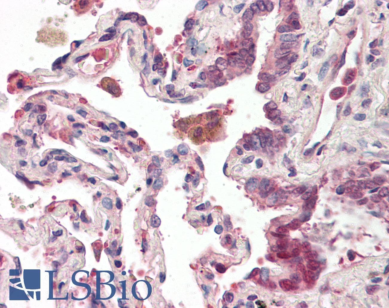 IHC-plus™ Polyclonal Rabbit anti-Human OXR1 Antibody (aa472-521, IHC)