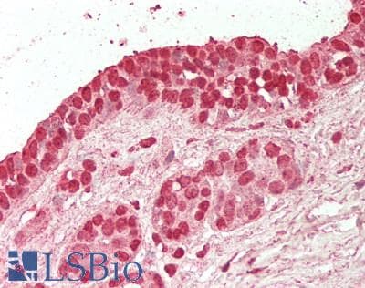 IHC-plus™ BTEB / KLF9 Antibody (clone 1H5)