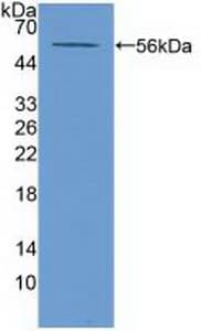 ABCA13 Antibody (aa4692-4931)