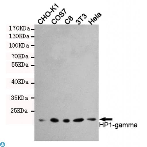 CBX3 / HP1 Gamma Antibody