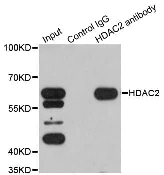 HDAC2 Antibody