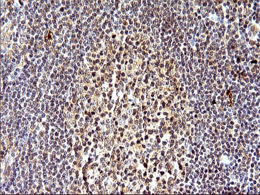SHBG Antibody (clone OTI1H10)