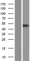 PNPLA5 Protein (Over-Expression Lysate Myc-DDK (Flag))