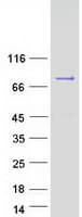 Human SHQ1 Protein (Recombinant Myc-DDK (Flag))