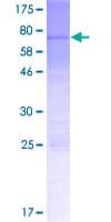 Human MTERF3 / MTERFD1 Protein (Recombinant GST)