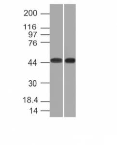 NAPSA / NAPA / Napsin A Antibody (clone NAPSA/1238)