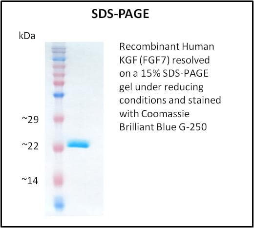 Human FGF7 / KGF Protein (Recombinant)