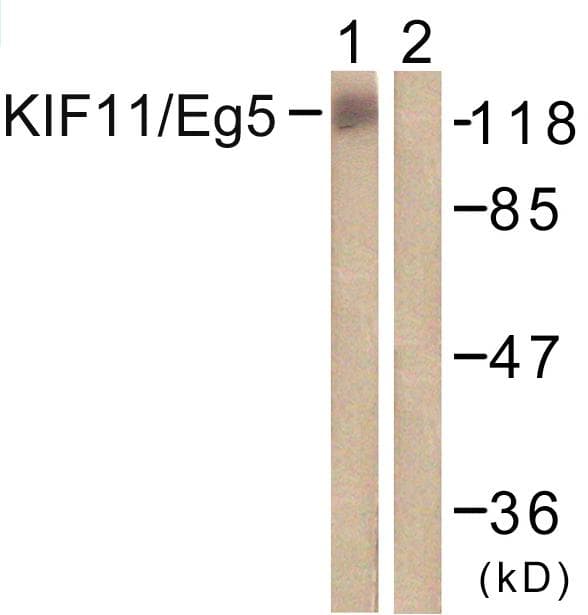 KIF11 / EG5 Antibody (p927)