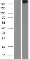 NAV1 Protein (Over-Expression Lysate Myc-DDK (Flag))