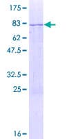 Human OXA1L / OXA1 Protein (Recombinant GST)