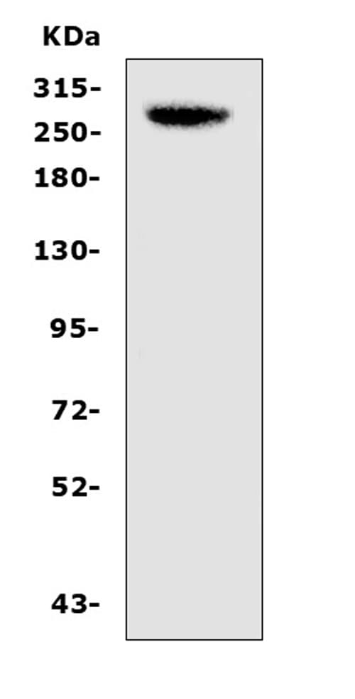 CAD Antibody