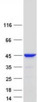 Human PCBP3 Protein (Recombinant Myc-DDK (Flag))