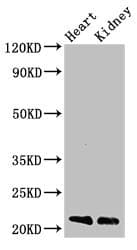 SDC4 / Syndecan 4 Antibody