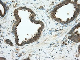 Monoclonal Mouse anti-Human PDE4A / PDE4 Antibody (clone OTI2G2, IHC, IF, WB)