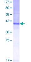 Human CO-029 / TSPAN8 Protein (Recombinant GST)