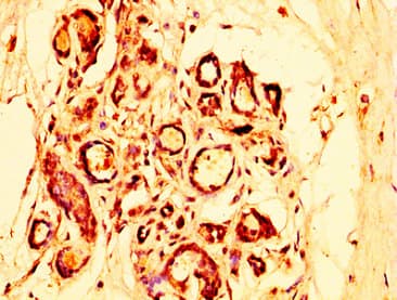 OTUD5 Antibody