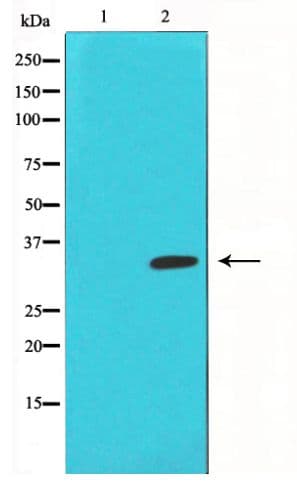 JUN / c-Jun Antibody (phospho-Ser63)