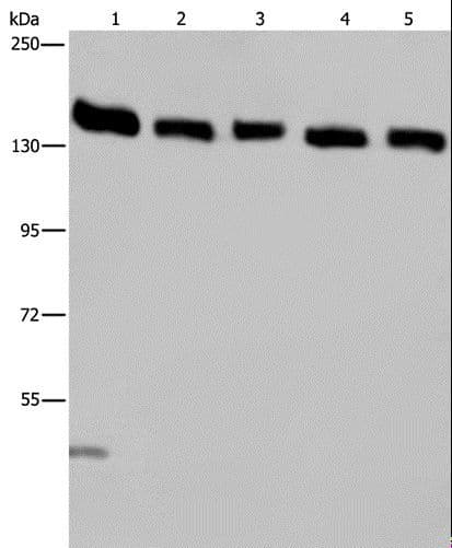 IPO4 Antibody
