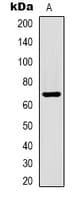 ALB / Serum Albumin Antibody