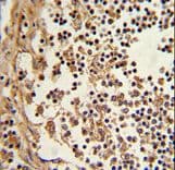 EEF1D Antibody (aa1-30)
