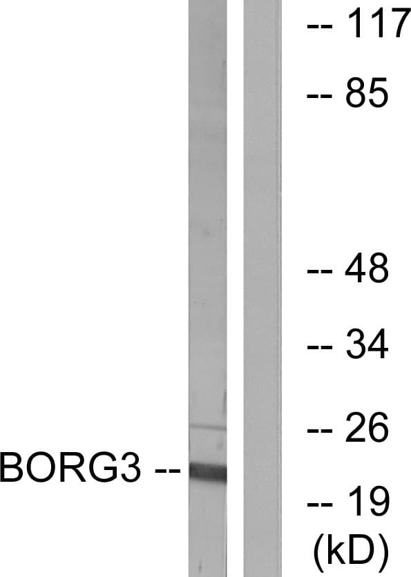 CDC42EP5 Antibody (aa1-50)