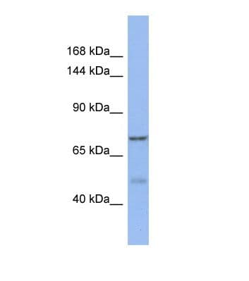 KANSL1L Antibody (aa383-432)