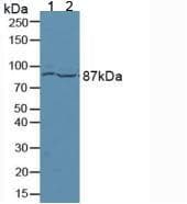 ATXN1 / SCA1 Antibody (aa569-807)