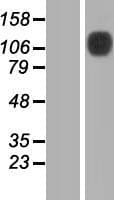 SLFN13 / FLJ31952 Protein (Over-Expression Lysate Myc-DDK (Flag))