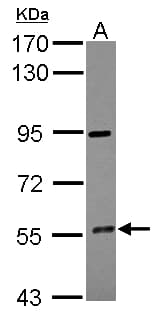 CYP4F12 Antibody
