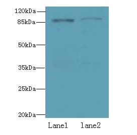 Carom / FCHSD2 Antibody