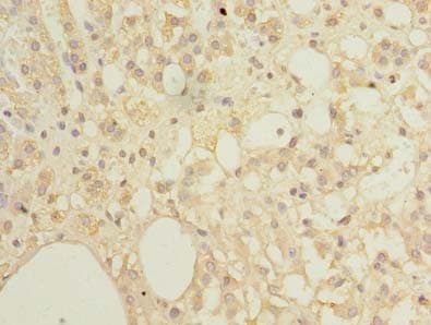 EMC8 / COX4NB Antibody
