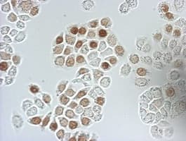 BrdU Antibody (clone 5C1)
