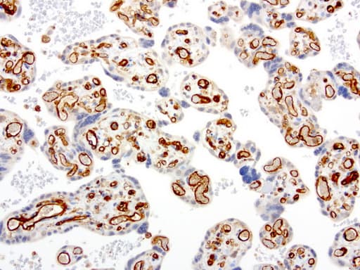 PECAM-1 / CD31 Antibody (clone UMAB31, Carrier-free)