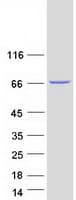 Human MTMR1 Protein (Recombinant Myc-DDK (Flag))
