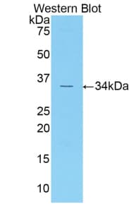 CDK1 / CDC2 Antibody (aa13-297)
