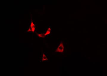 DPYSL2 / CRMP2 Antibody