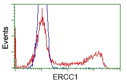 Monoclonal Mouse anti-Human ERCC1 Antibody (clone OTI2E11, IHC, IF, WB)