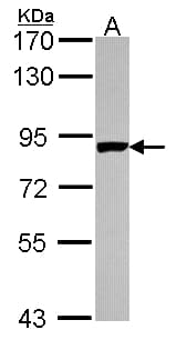 PNPT1 Antibody (aa1-783)