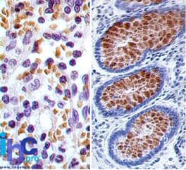 RUNX3 Antibody (aa126-310, clone 2B9G4)