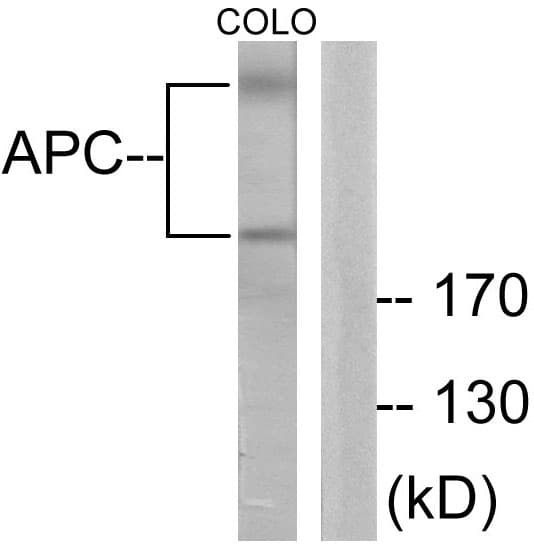 PathPlus™ Polyclonal Rabbit anti-Human APC Antibody (aa2794-2843, IHC, WB)