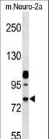 Polyclonal Rabbit anti-Mouse NEK8 Antibody (aa519-547, WB)