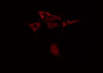 Polyclonal Rabbit anti-Human APOER2 / LRP8 Antibody (IF, WB)