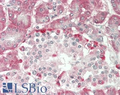 IHC-plus™ PRIM1 Antibody (C-Terminus)