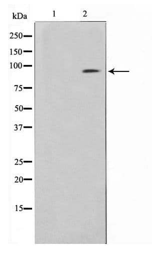 Polyclonal Rabbit anti-Human BCAR3 Antibody (IHC, WB)