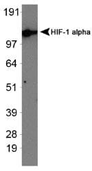 HIF1A / HIF1 Alpha Antibody (Exon 13)