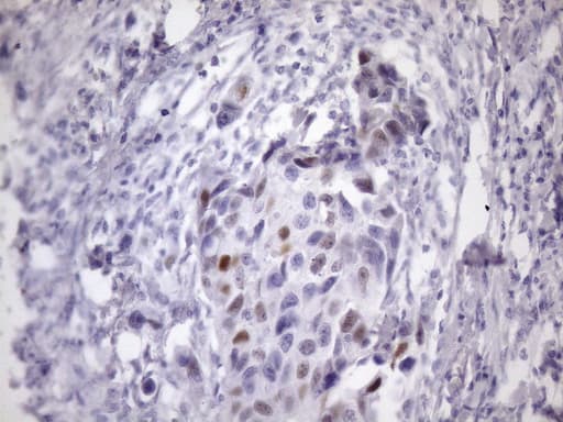 CDKN1A / WAF1 / p21 Antibody (aa2-164, clone OTI4B11, Carrier-free)