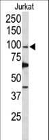 POLD1 Antibody (aa710-739)